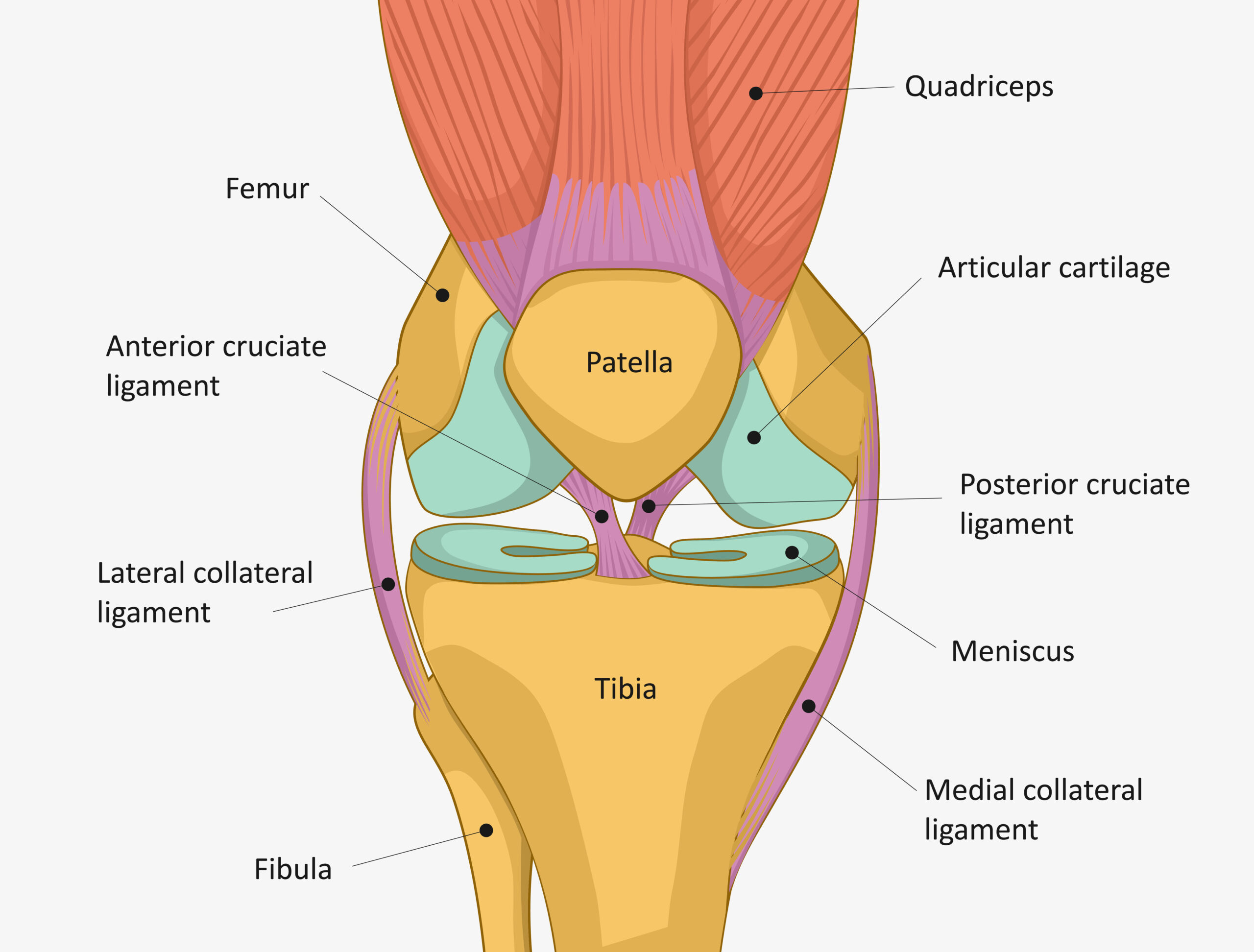 Anatomie Genou M nisque Genou anatomie Humaine TSHIO